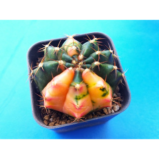 ยิมโนคาเลเซียมด่าง (Gymnocalycium Variegated) สวยใหญ่ น่าสะสม