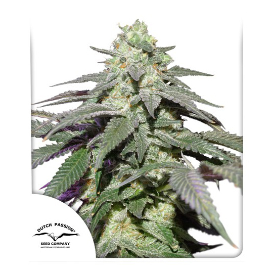 auto-skywalker-haze-dutch-passion-7-autoflowering-cannabis-seeds-เมล็ดกัญชา