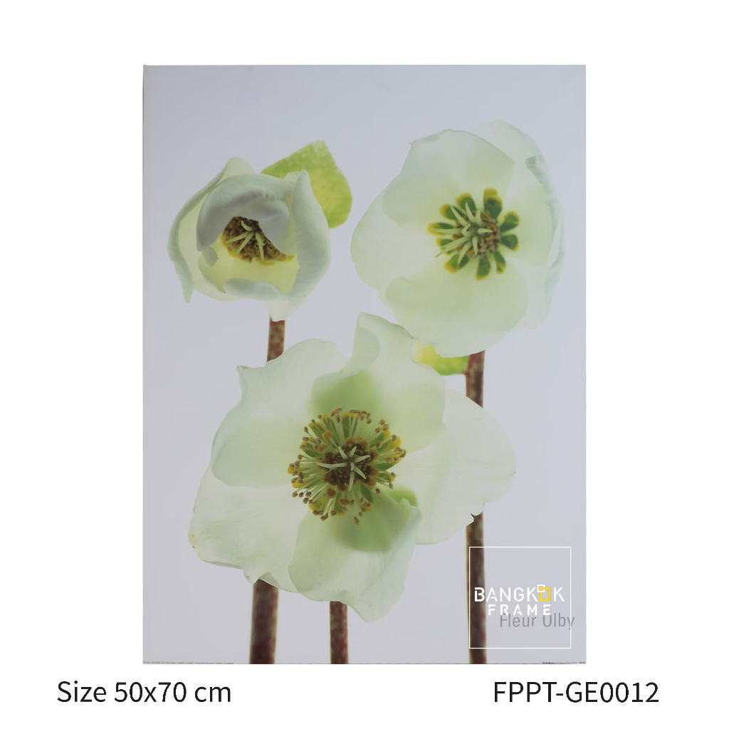 bangkokframe-รูปภาพ-ภาพดอกไม้-ขายภาพพิมพ์สวยๆ-ภาพดอกไม้แบบต่างๆ-โปสเตอร์นำเข้าจากเยอรมัน-ขนาด-50x70ซม-ขึ้นไป