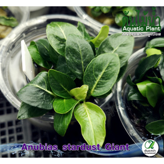 Anubias stardust Giant อนูเบียสสตาร์ดัสไจแอนท์ ต้นไม้น้ำ (พืชน้ำ)