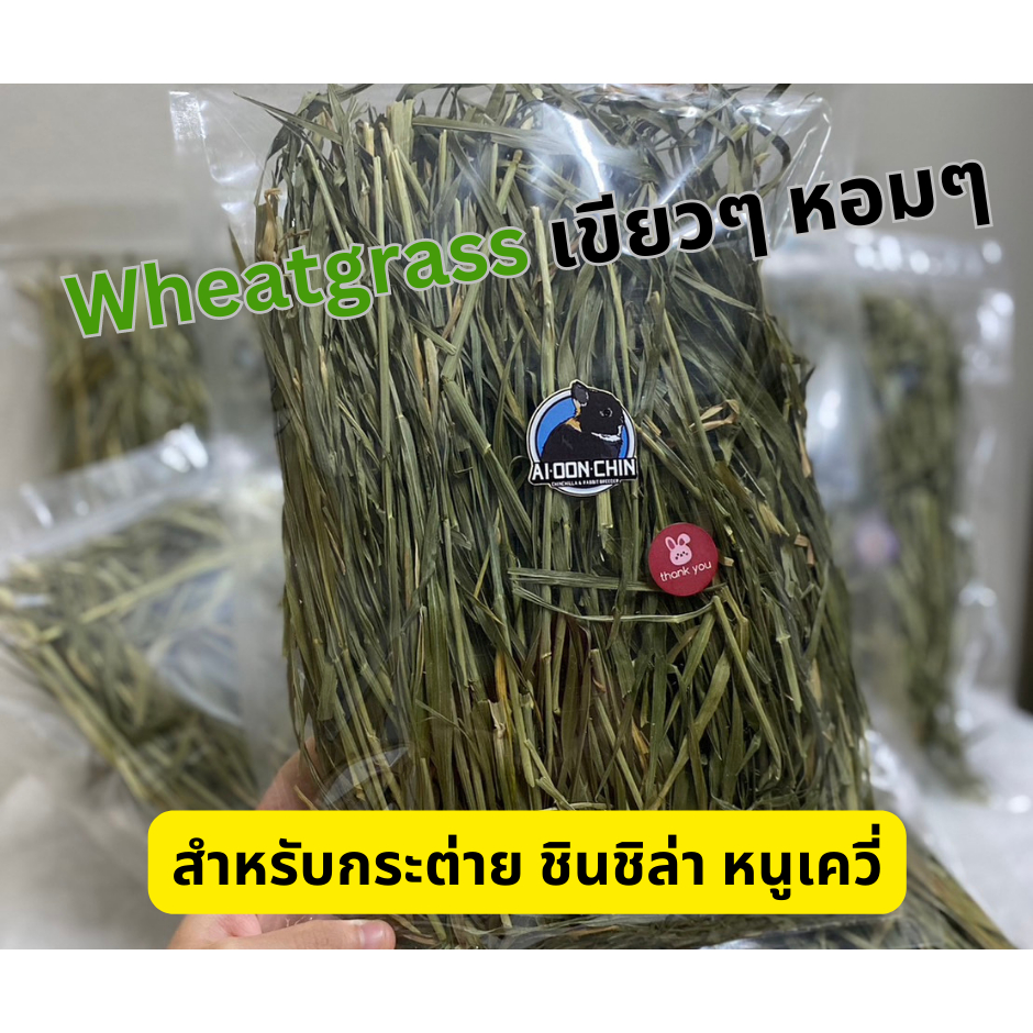 wheatgrass-วีทกลาส-เขียวๆ-หอมๆ-สำหรับสัตว์ฟันแทะ