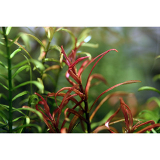 ต้นไม้น้ำ โรทาล่า เรดครอส rotala red cross