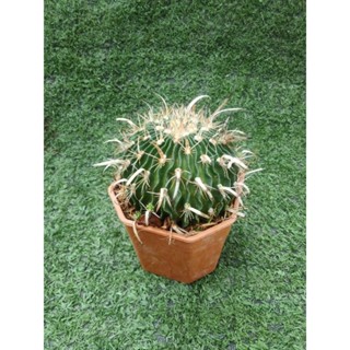 กระบองเพชรคลื่นสมอง [หนามกระดาษ] [ Stenocactus ] ในกระถาง3"