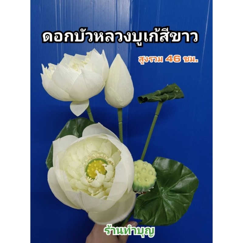 ดอกบัว-บัวหลวงโบเก้-ดอกบัวหลวง-สูง-47-ซม-ใหญ่-มี-3-สี-บัวสีขาว-บัวสีเขียว-บัวสีชมพู-พร้อมส่ง