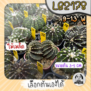 ยิมโน LB2178 (เลือกต้นได้) แอลบีแท้  ( ต้นกระบองเพชร Gymnocalycium mihanovichii LB2178) ไม้เมล็ด Set Y🌵ต้นแคคตัส❤️