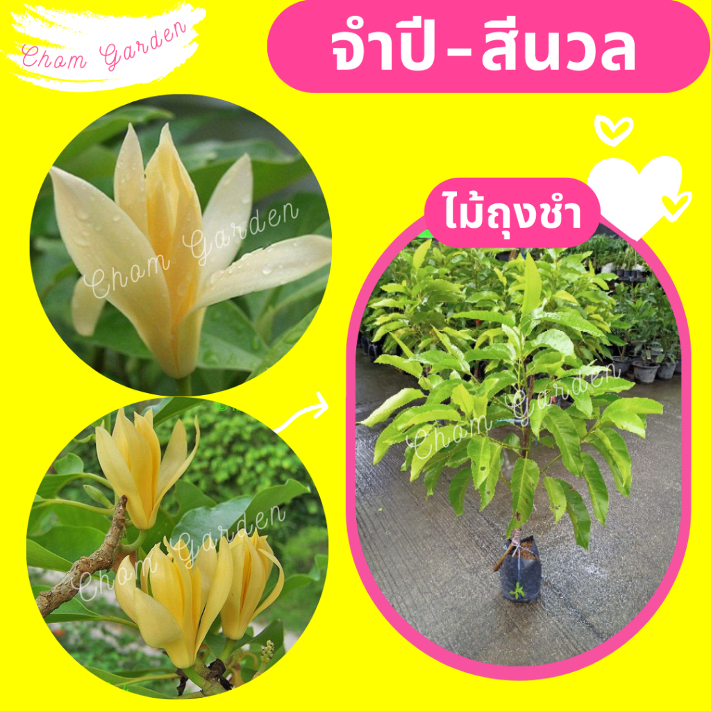 ต้นจำปี-จำปี-จำปีสีนวล-ดอกจำปี