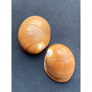 เปลือกหอยทะเลแบนสีน้ำตาล brown jade sea snail shell