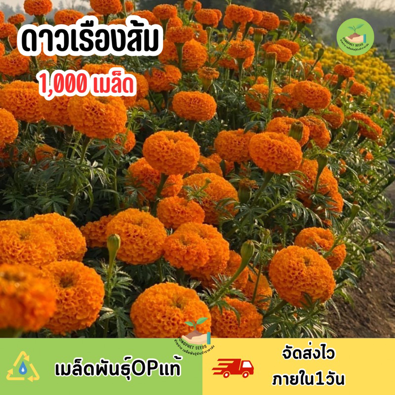 ดาวเรืองส้ม-1-000-เมล็ด-โปรจัดชมสวน