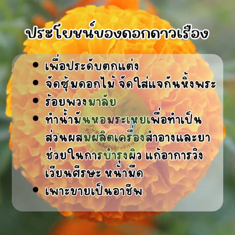 ดอกดาวเรืองขาว-1-000-เมล็ด-ชุดชมสวน