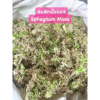 sphagnum mossสดfreshเกรดA500gสะอาด เก็บเศษใบไม้ออกให้แล้ว เหมาะนำไปเพราะปลูก เลี้ยงสัตว์เช่น กบ หอย แมงมุม และอีกมากมาย