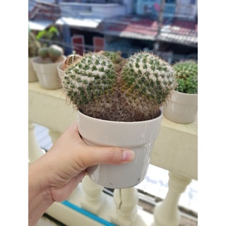 ต้นแฝด อิรุซามุแคคตัส หรือ แมมมิลลาเรียอิรุซามุ หรือ แมมปุยหิมะ (Mammillaria bucareliensis cv. erusamu)