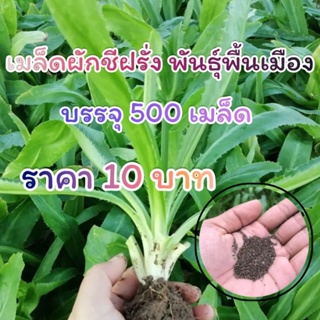 เมล็ดพันธุ์ ผักชีฝรั่ง , ผักชีหูกระต่าย ผักชีใบเลื่อย