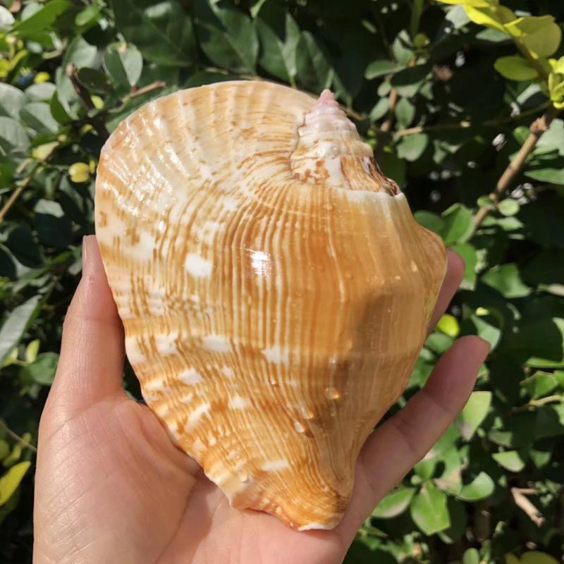 rare-sea-snail-shell-buddha-ear-snail-shell-yellow-big-conch-shell