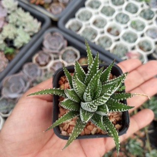 แคคตัสม้าลาย ไม้อวบน้ำ #Haworthia กระถางสองนิ้วส่งพร้อมกระถาง