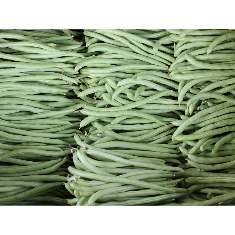 เมล็ดถั่วแขกสำหรับปลูก-bush-bean-ซองละ-29-บาท-มี-30-กรัม-มีประมาณ-500เมล็ด