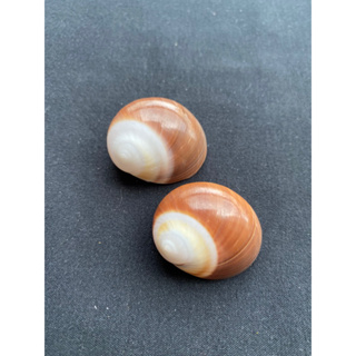 เปลือกหอยทากทะเลหายาก rare sea snail shell 3-4cm 1pcs