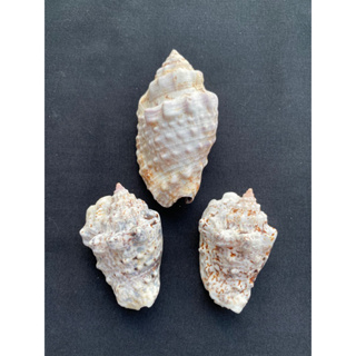 Dragon head conch shell หอยสังข์หัวมังกร