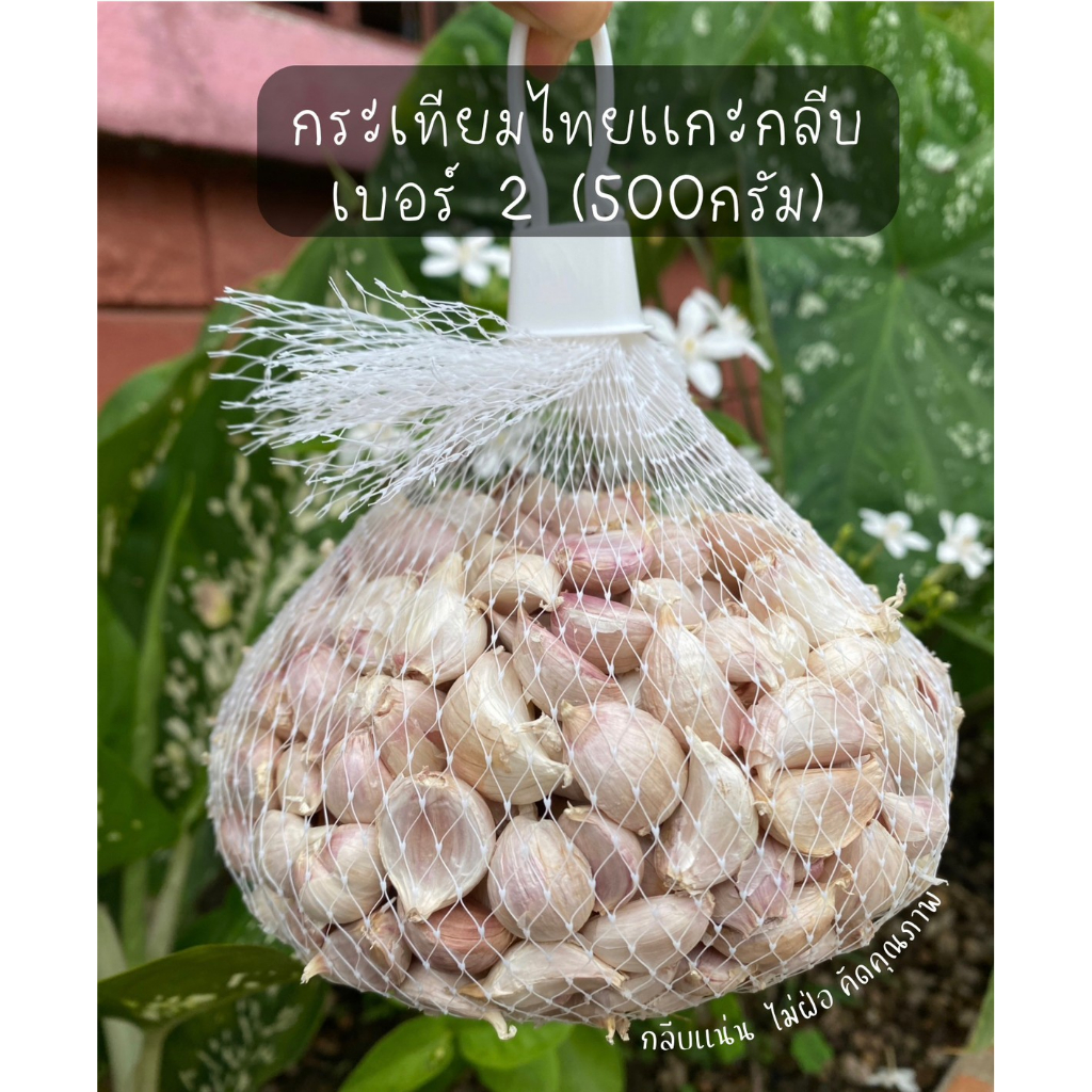 กระเทียมไทยแกะกลีบเบอร์2-1-กิโลกรัม-500กรัม-กระเทียมแกะกลีบ-กระเทียมเชียงดาว-กระเทียม-garlic-ยี่ห้อ