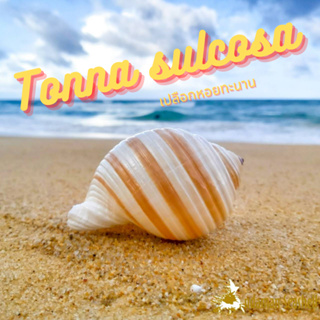 Andaman seashell เปลือกหอยทะนาน (Tonna sulcosa)