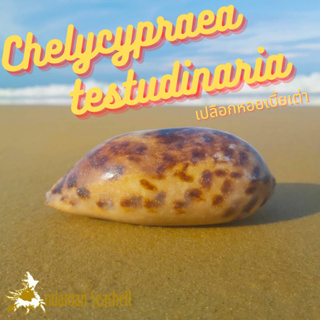 Andaman seashell เปลือกหอย หอยเบี้ยเต่า (Chelycypraea testudinaria)