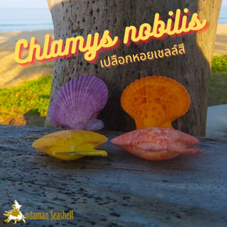 Andaman seashell เปลือกหอย หอยเชลล์สี (Chlamys australis)