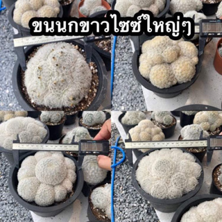 แมมขนนกขาว (Mammillaria plumosa )