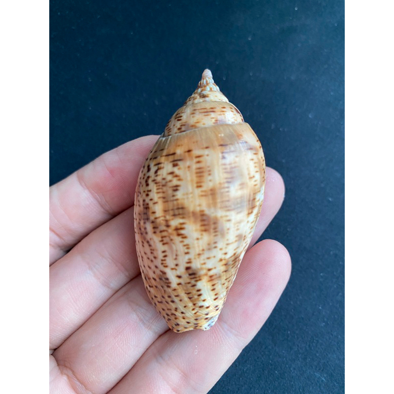 spotted-turbine-conch-shell-หอยสังข์ด่าง6-8cm-bandian