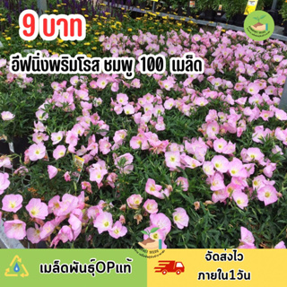 9 บาท อีฟนิ่งพริมโรสชมพุ บรรจุ100 เมล็ด