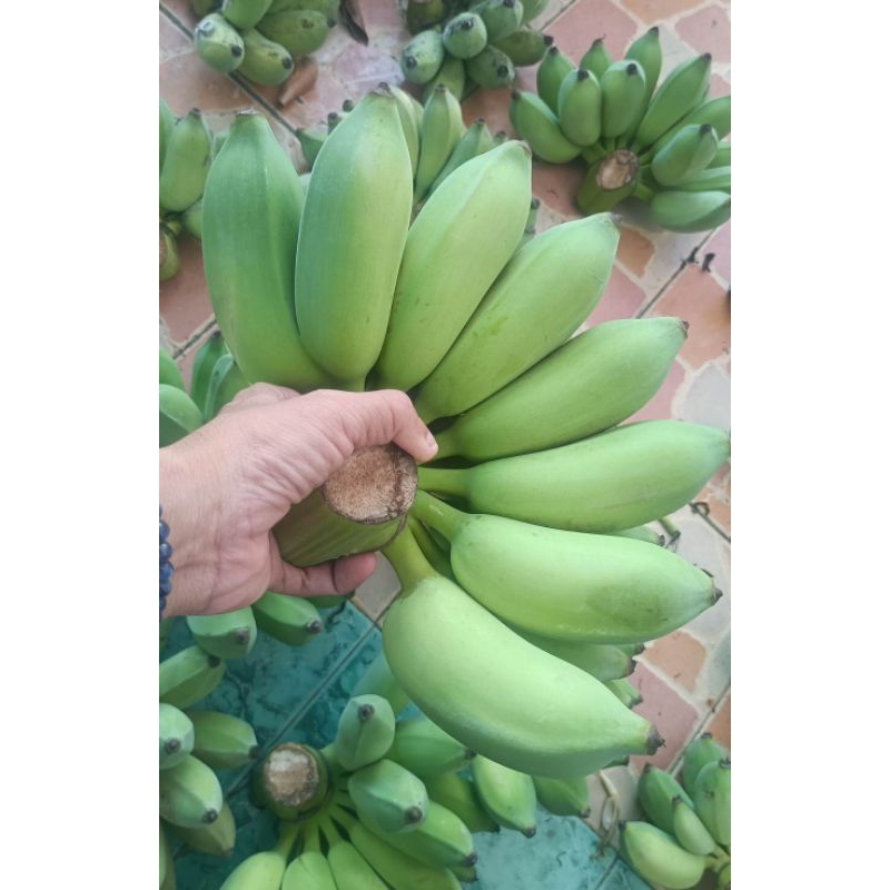 กล้วยน้ำว้าอินทรีย์-หวีใหญ่-ตัดแก่จัด-ปลูกในสวนเกษตรฯ-ดูแลแบบอินทรีย์ปลอดสาร-100-ไม่ใช้สารเคมี-รสชาดหวานอร่อยธรรมชาติ