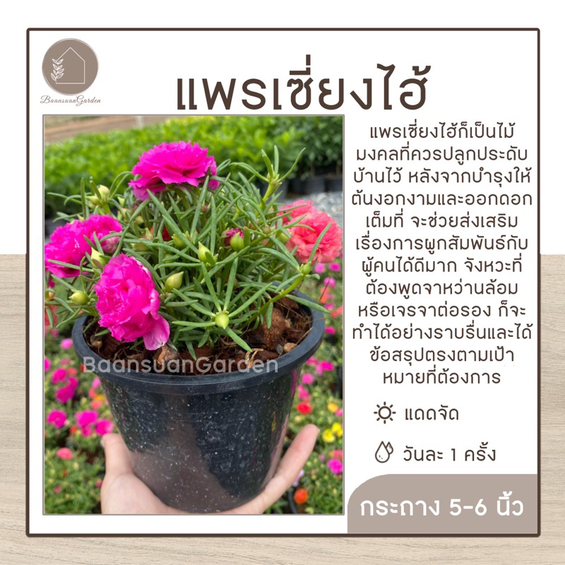 ต้นแพรเซี่ยงไฮ้-กระถาง-5-6-นิ้ว