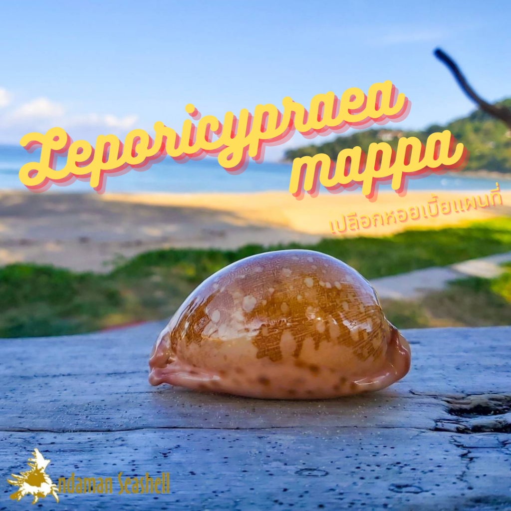 andaman-seashell-เปลือกหอย-เบี้ย-mappa-leporicypraea-mappa