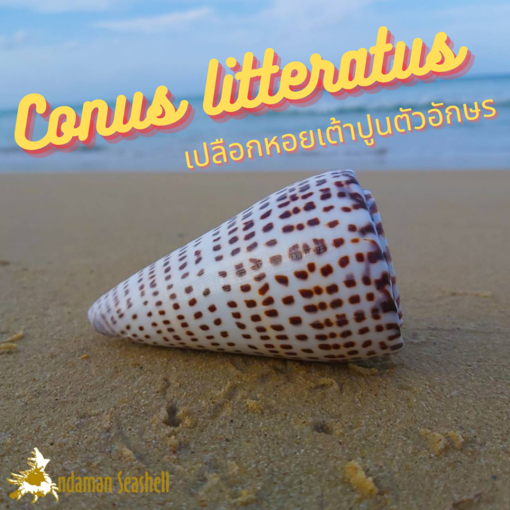 andaman-seashell-เปลือกหอย-หอยเต้าปูนตัวอักษร-conus-litteratus