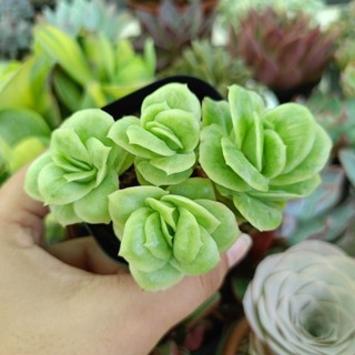 Echeveria Ice Rose Variegate กุหลาบหิน ไม้อวบน้ำ succulent Echeveria haworthia lithop