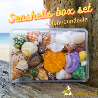 Andaman seashell  เปลือกหอยกล่องใส กลาง