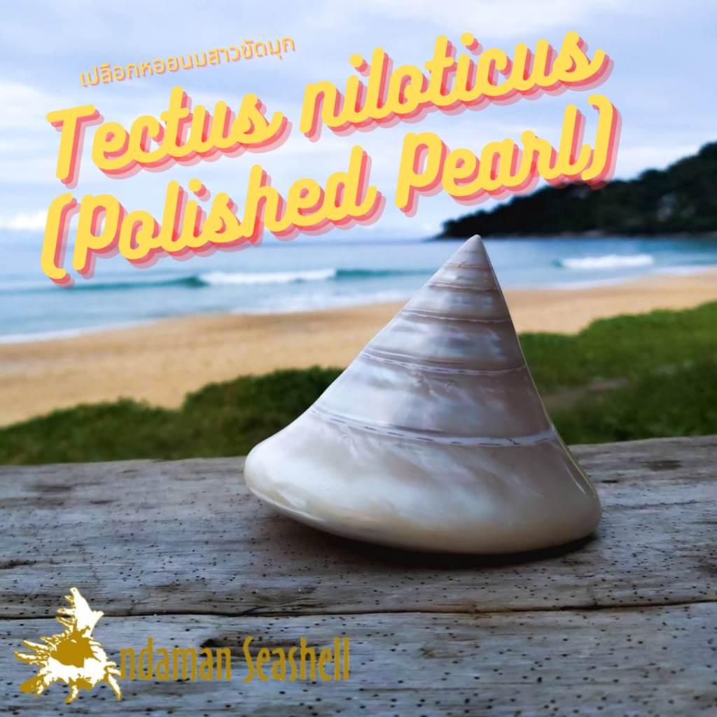 andaman-seashell-เปลือกหอย-เปลือกหอยนมสาว-ขัดมุก-tectus-niloticus