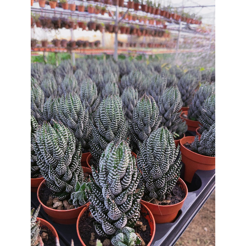 haworthia-coarctata-ไก่ต๊อก-ไม้ตระกูลฮาโวเทีย-ขนาดกระถาง3