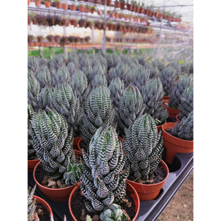 Haworthia coarctata ”ไก่ต๊อก” ไม้ตระกูลฮาโวเทีย ขนาดกระถาง3”