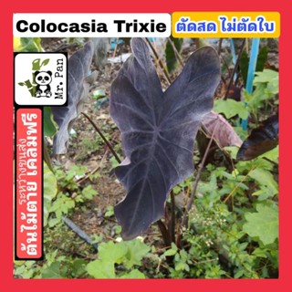 Colocasia Trixie ตัดสดไม่ตัดใบ โคโลคาเซีย ไทรซี่