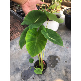 บอน แนนซี่☘️ Colocasia Nancys revenge ☘️บอน กระดูกขาว📌ได้สินค้าตามรูป📌อ่านรายละเอียดก่อนสั่งซื้อ