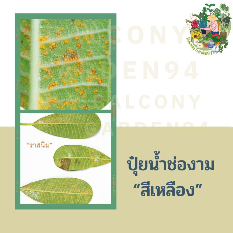 ปุ๋ยน้ำอินทรีย์-สูตรป้องกัน-โรคใบเน่า-รากเน่า-โคนเน่า-ใบหงิก-ใบงอ-ราสนิม-โรคแคงเกอร์