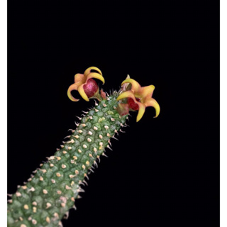 เก๋งจีน Echidnopsis watsonii x plantiflora ***เด็ดสด4กิ่ง***