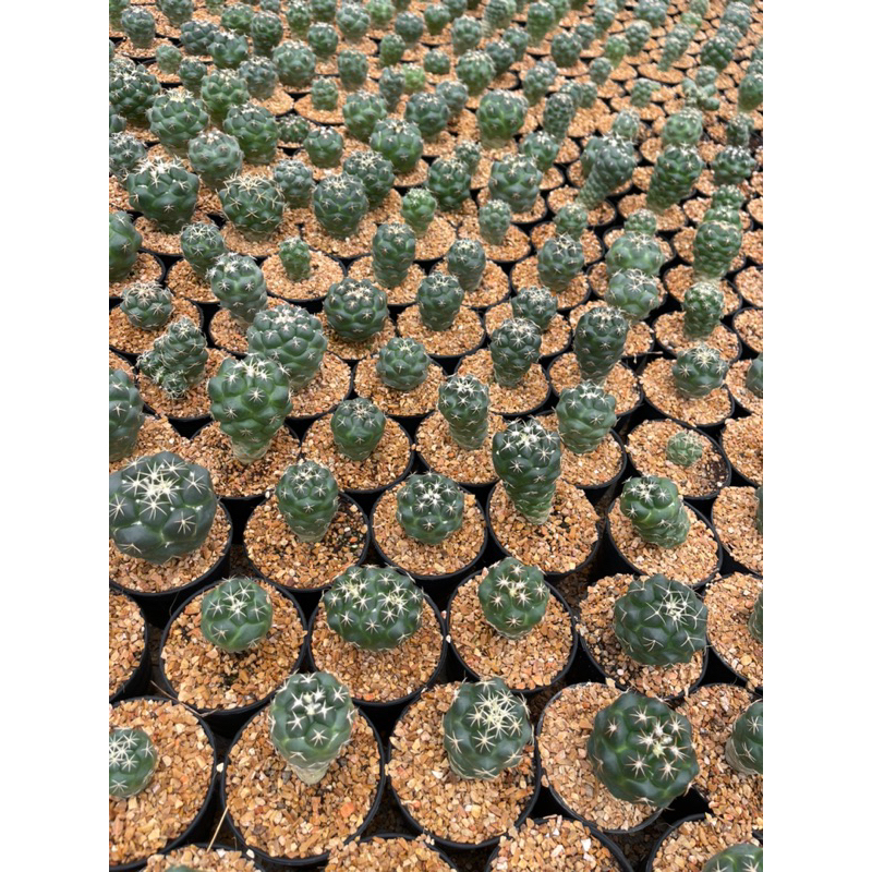 coryphantha-แคคตัสช้าง-ขนาดโดยปรมาณ3-4-cm-จากฟาร์ม-cactusdreamyok-ต้นไม้-กระบองเพชร-cactus