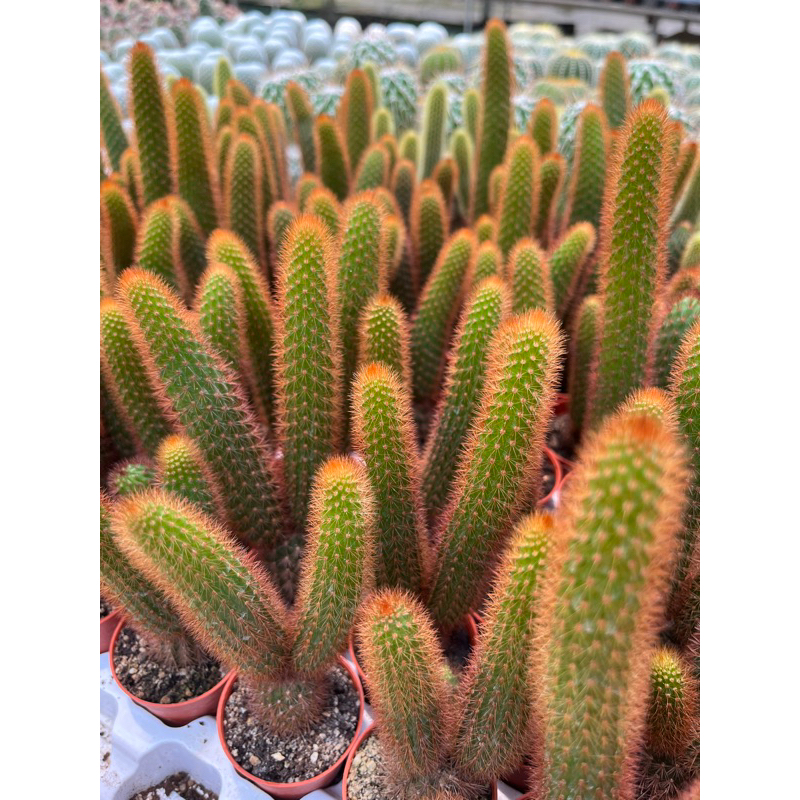 หางกระรอกสีแดง-cactus-echinopsis