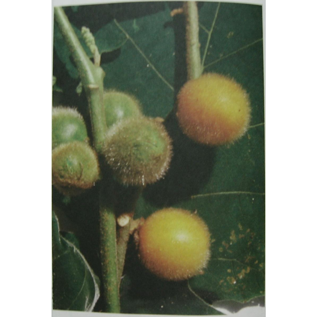 ต้นพันธุ์-มะอีก-มะเขือปู่-มะปู่-บักเอิก-อึก-มะเขือใส่ในส้มตำอร่อย-ทำน้ำพริก-พร้อมปลูกในถุงดำ-59-บ