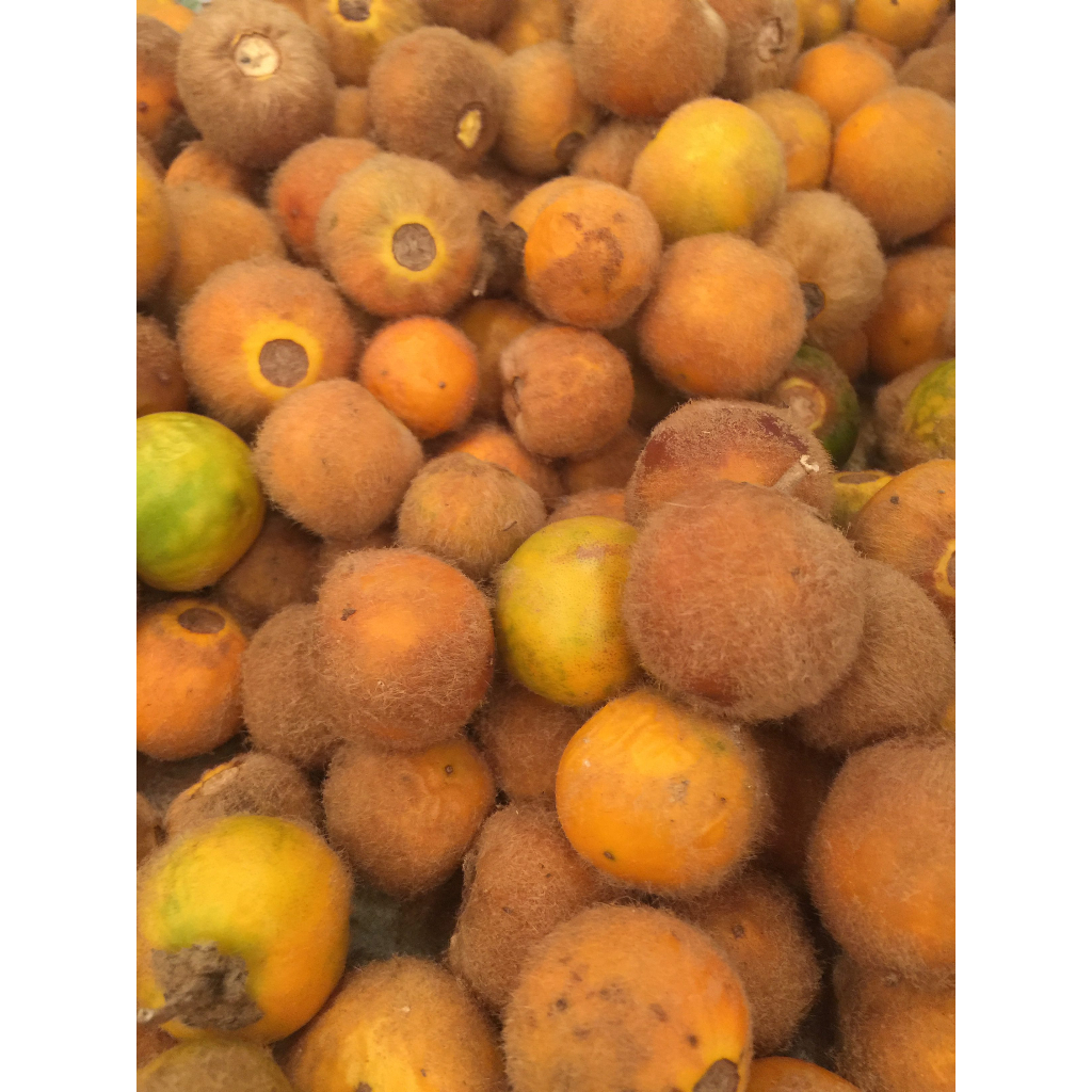 ต้นพันธุ์-มะอีก-มะเขือปู่-มะปู่-บักเอิก-อึก-มะเขือใส่ในส้มตำอร่อย-ทำน้ำพริก-พร้อมปลูกในถุงดำ-59-บ