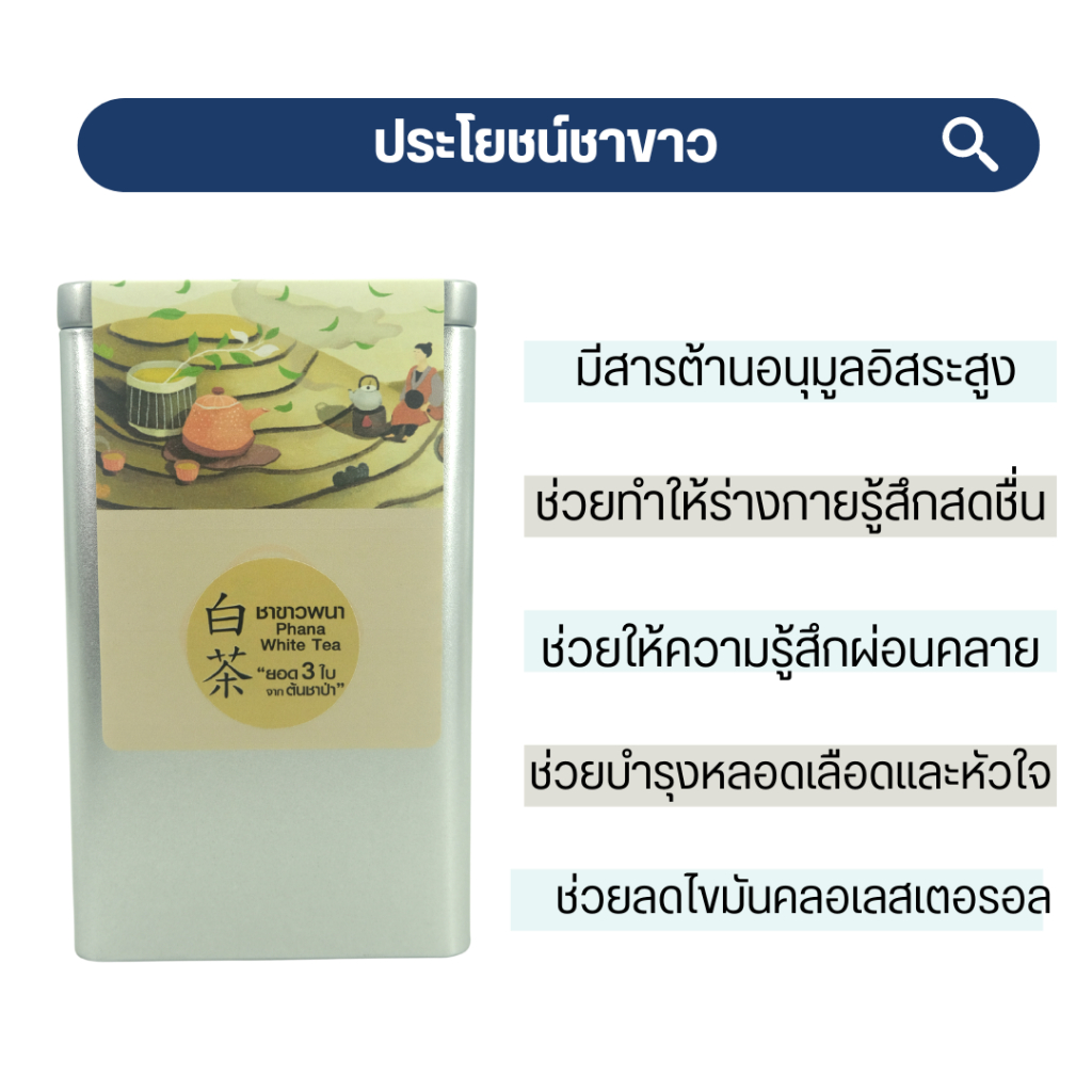 ชาขาว-จากต้นชาป่า-ชาขาวหนึ่งยอดสองใบ-white-tea