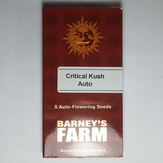 เมล็ดกัญชา Barneys farm Critical Kush Auto 5 autofeminized cannabis seeds