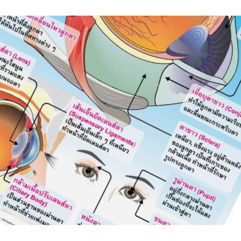 โครงสร้างของตา-eq-086-โปสเตอร์สื่อการสอน-หุ้มพลาสติก