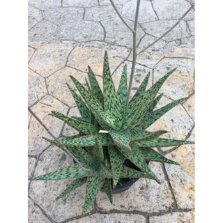 Aloe Hybrids ฟอร์มกอ ส่งทั้งกระถางค่ะ✨🪴