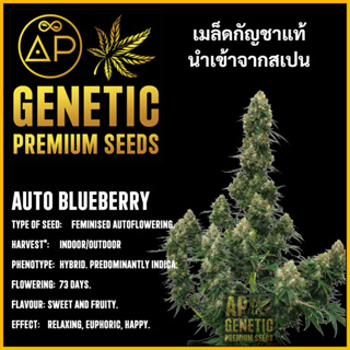 🇪🇸 เมล็ดกัญชา Auto Blueberry เมล็ดค่าย AP Genetic นำเข้าจากสเปน เมล็ดกัญ ชา ออโต้ เพศเมีย แท้ 100% ควบคุมคุณภาพอย่างเข้ม